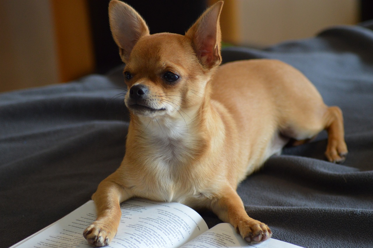 Chihuahua Coat Types: Smooth vs. Long-Haired – What’s the Difference?