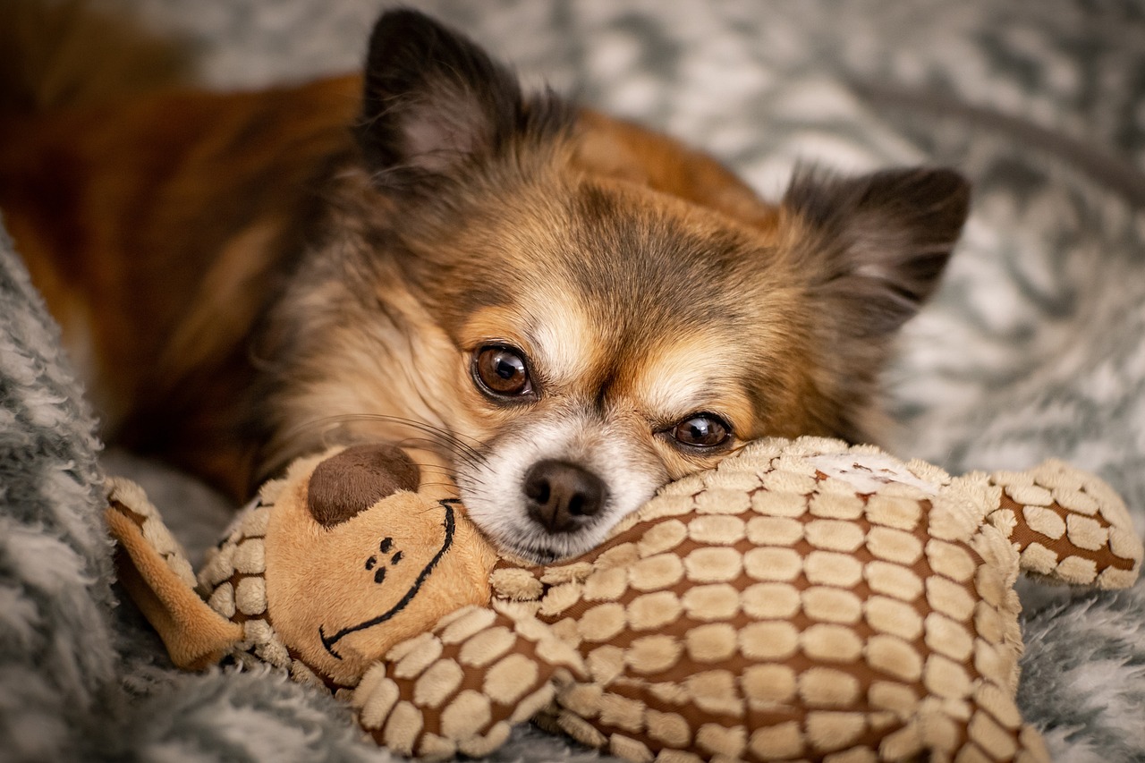 Understanding the Chihuahua’s Temperament and Personality Traits