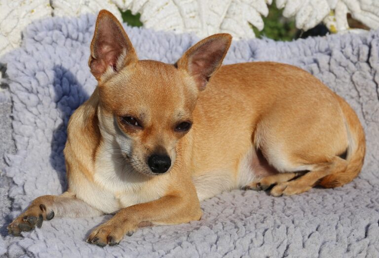 Chihuahua Intelligence: How Smart is the World's Tiniest Dog?