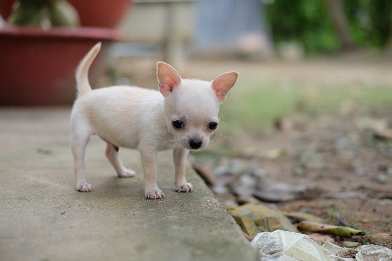 Chihuahua Size Guide: How Big (or Small) Can Your Pup Get?