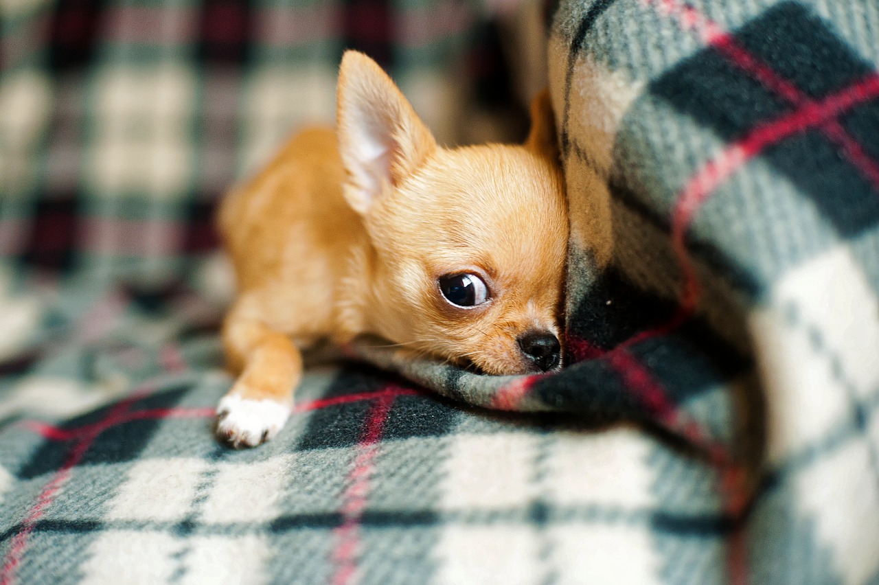 Managing Aggression and Fear in Chihuahuas