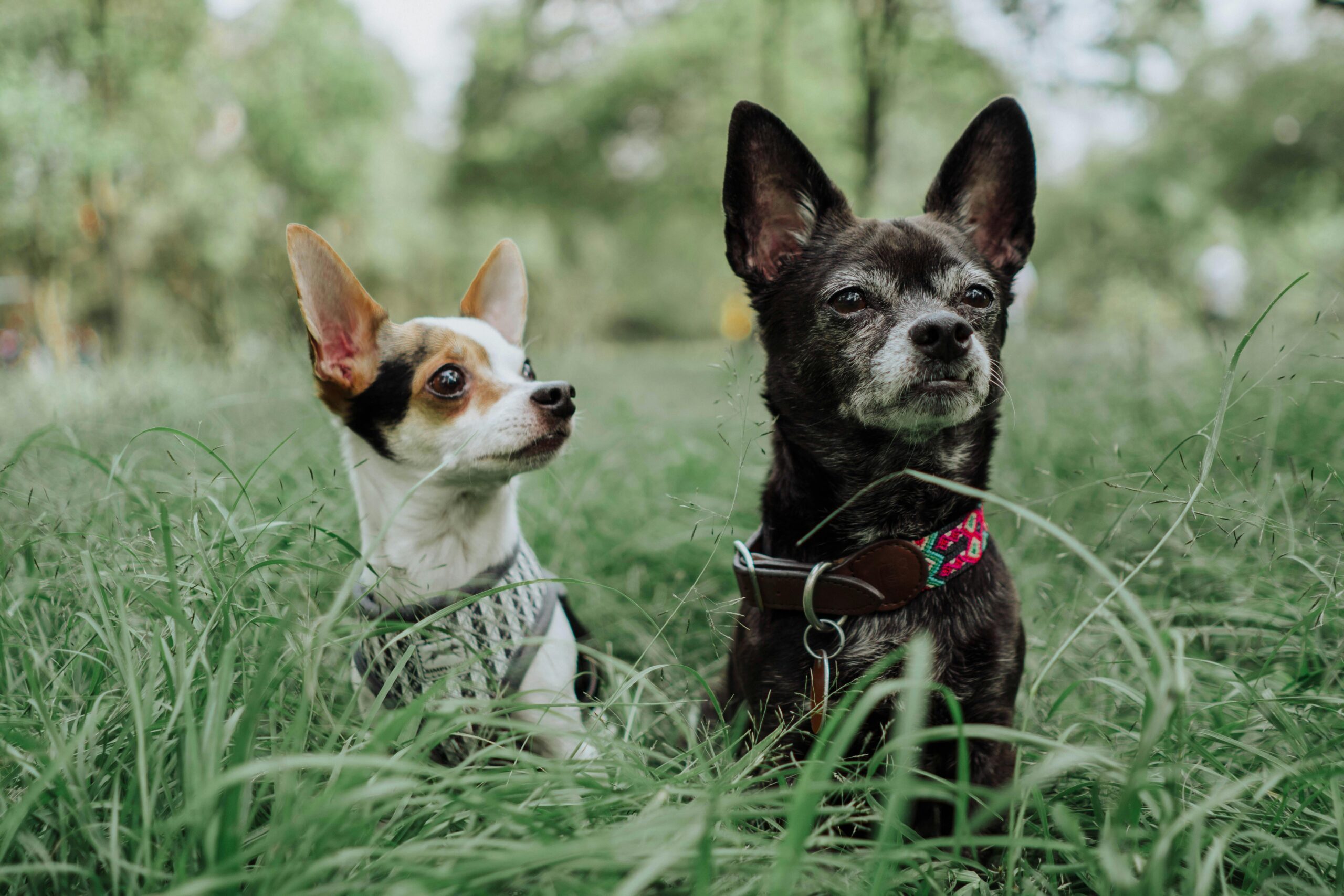 How to Start a Chihuahua Breeding Program from Scratch