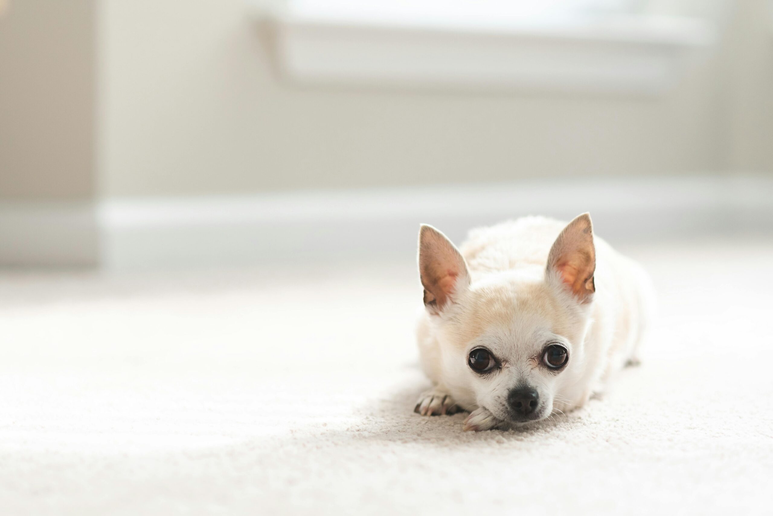 What to Feed Your Chihuahua: A Guide to Proper Nutrition