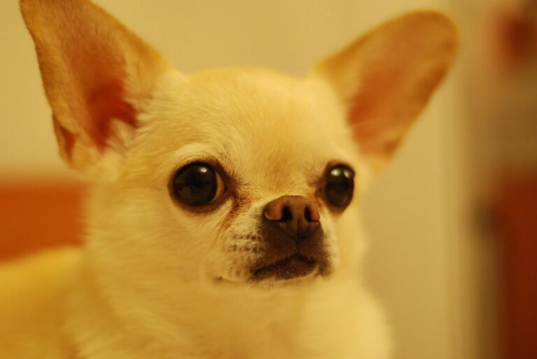 Understanding Common Chihuahua Behavior Issues and How to Fix Them