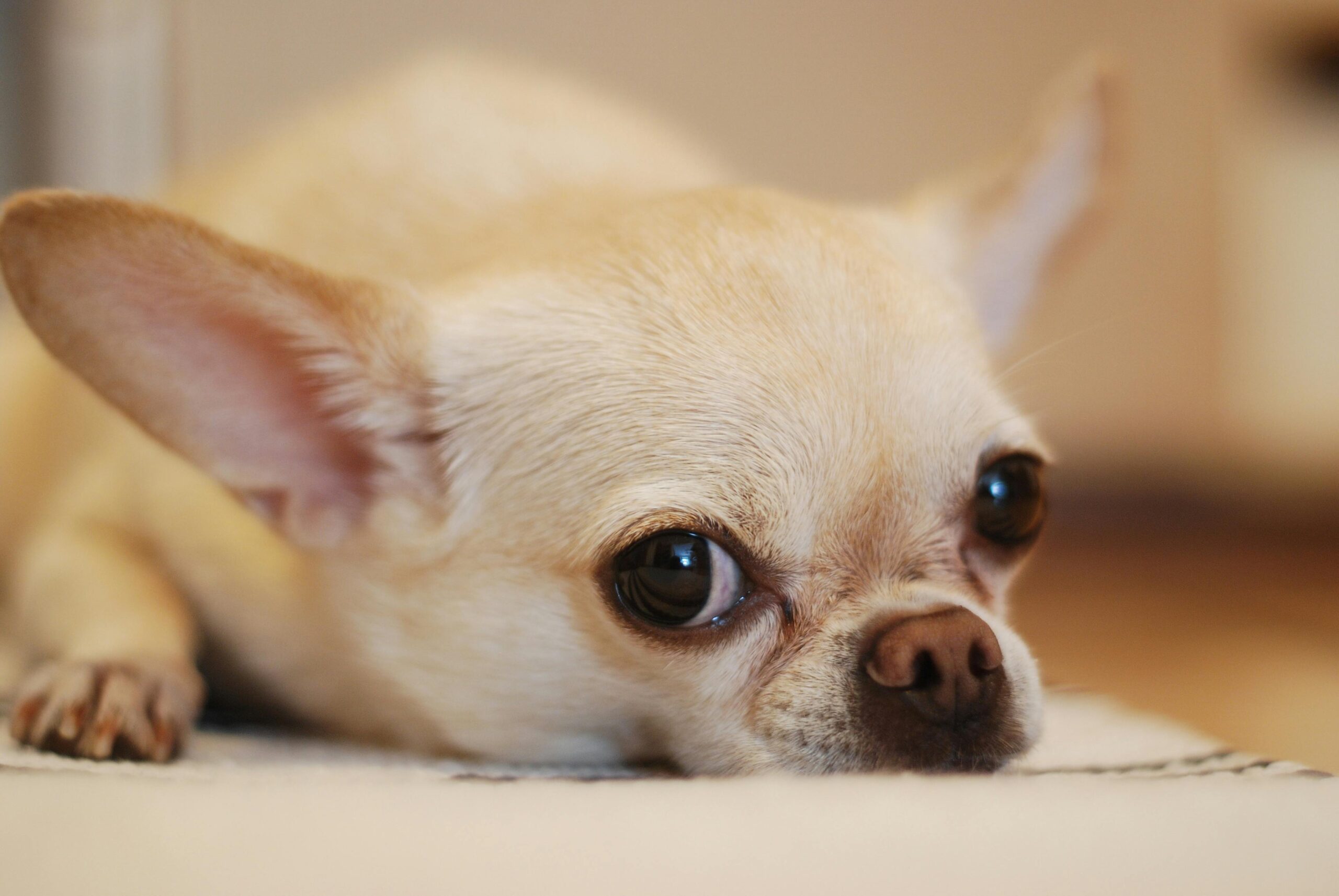 The Fascinating History of the Chihuahua: From Ancient Mexico to Today