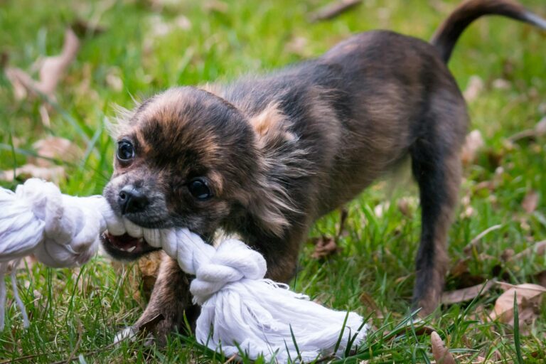 Dental Care for Chihuahuas: Keeping Those Tiny Teeth Healthy