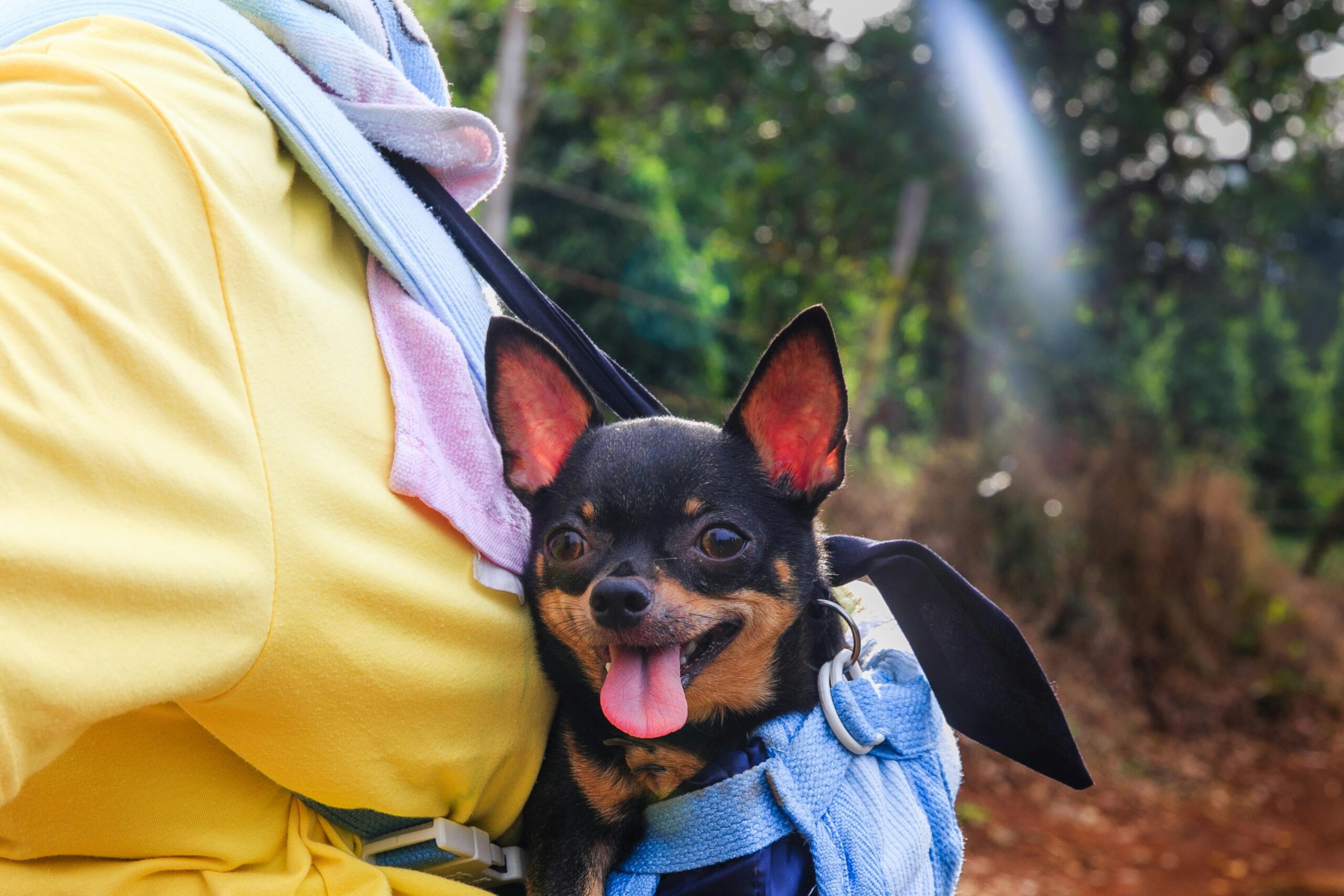 10 Surprising Facts You Didn’t Know About Chihuahuas