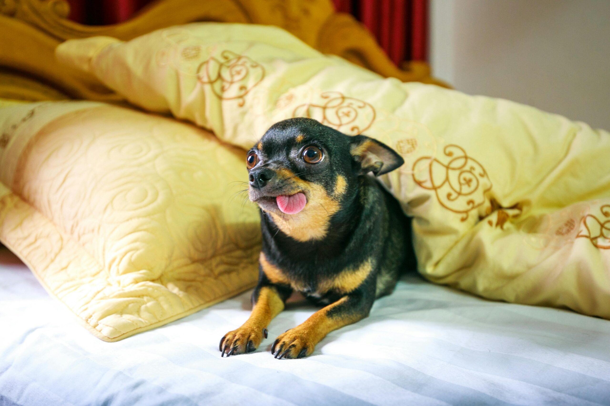 How to Select a Healthy Chihuahua for Breeding